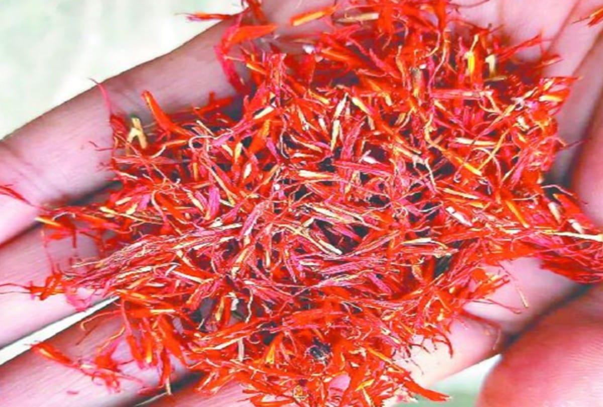 Uttarakhand News: Kashmir Saffron Farming in Harsil valley Soon