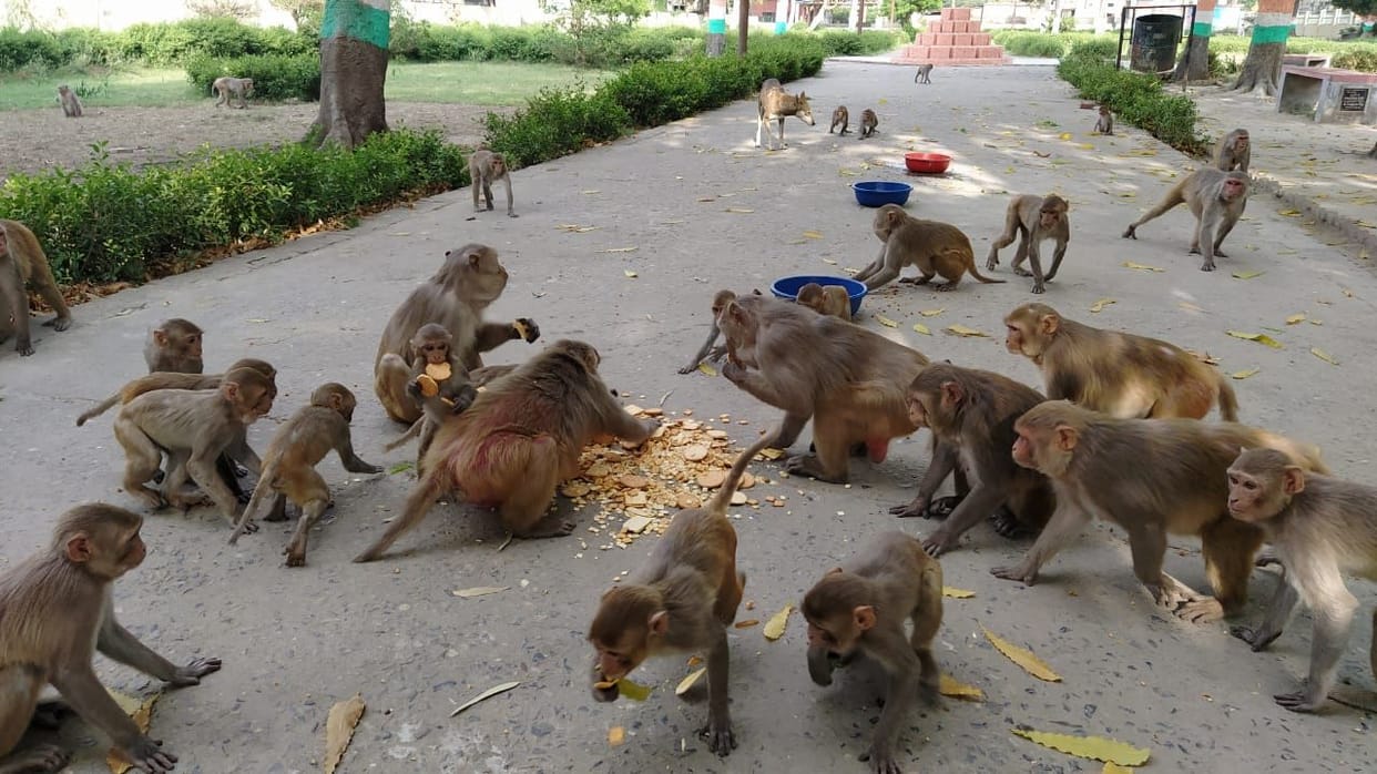 Bharat Raksha Dal team steps up to serve animals
