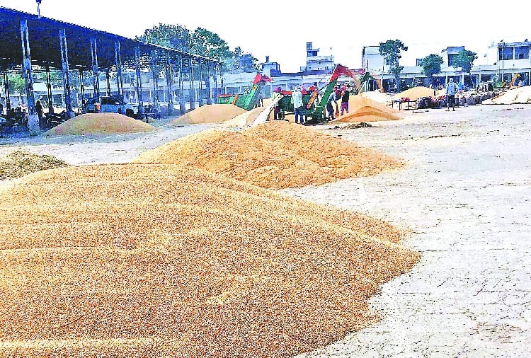 coronavirus, lockdown, curfew, Wheat Mandi and Farmers Security Arrangements