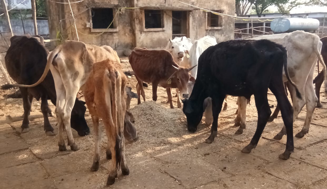 Animals are not getting green fodder