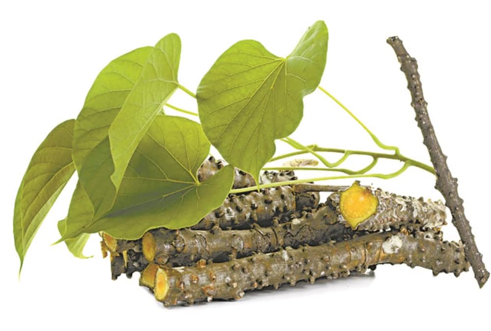 Giloy Health Benefits How To Use Giloy For Monsoon Health Diseases Like Dengue In Hindi