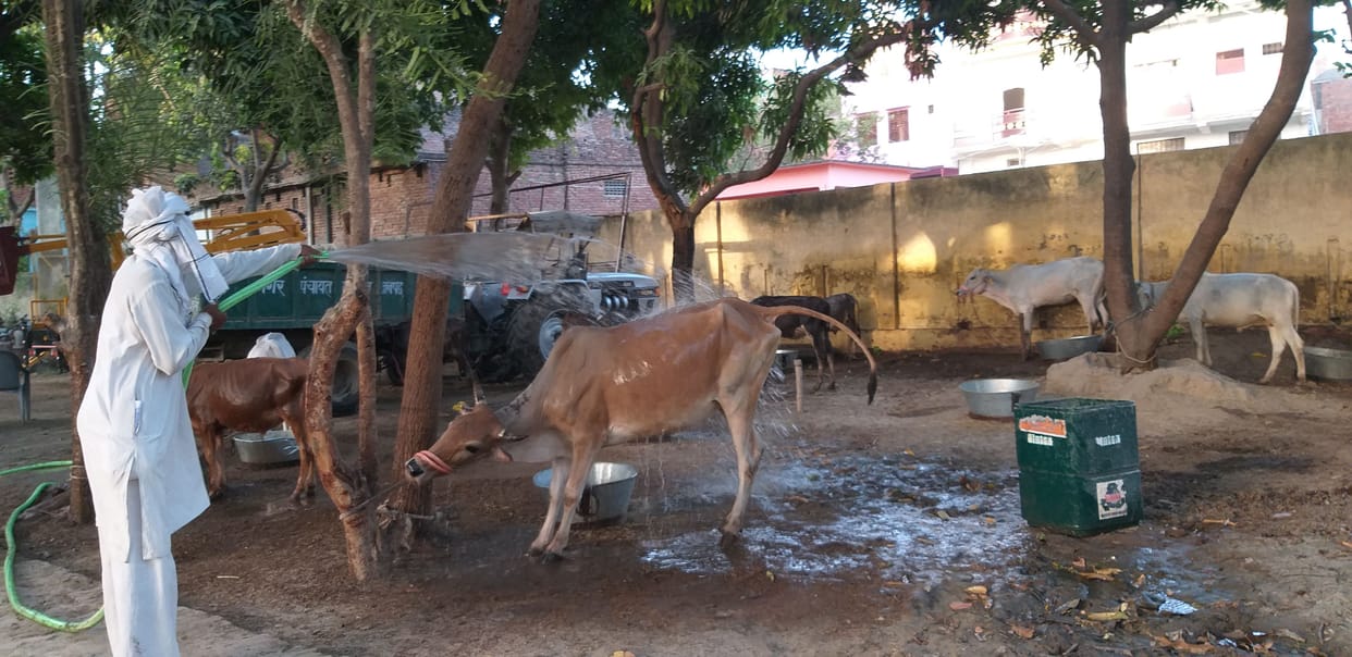 Animals are not getting green fodder in animal shelter sites