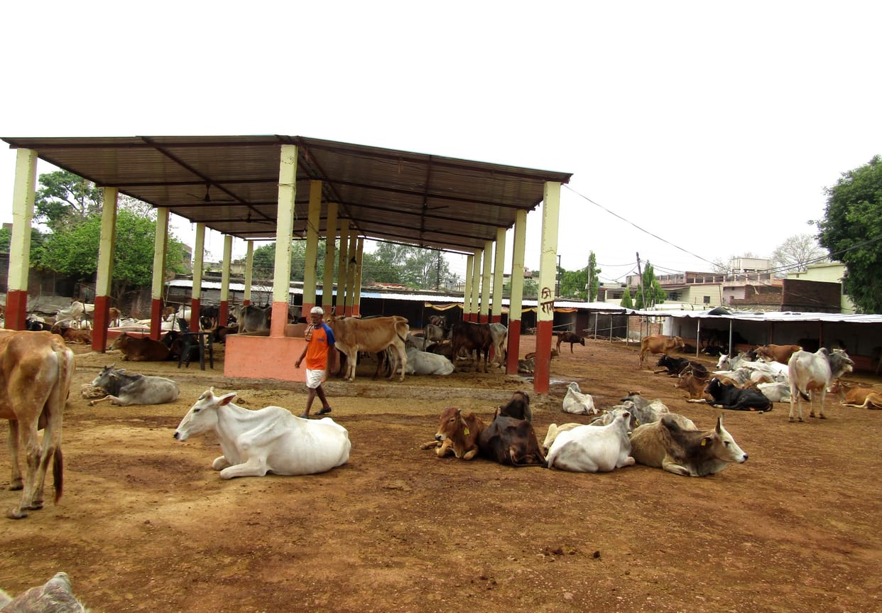 Fodder-water system in animal shelter sites