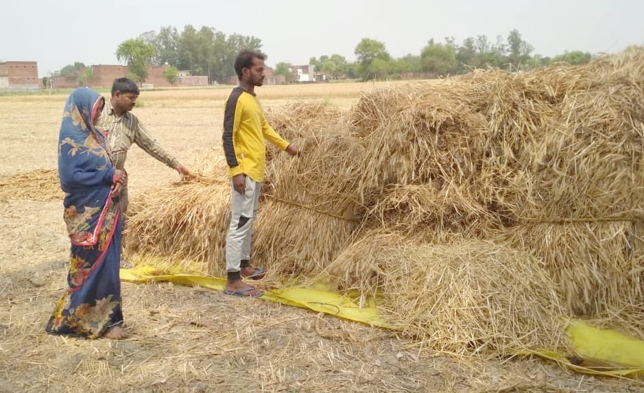 Farmers' wheat crop was ruined