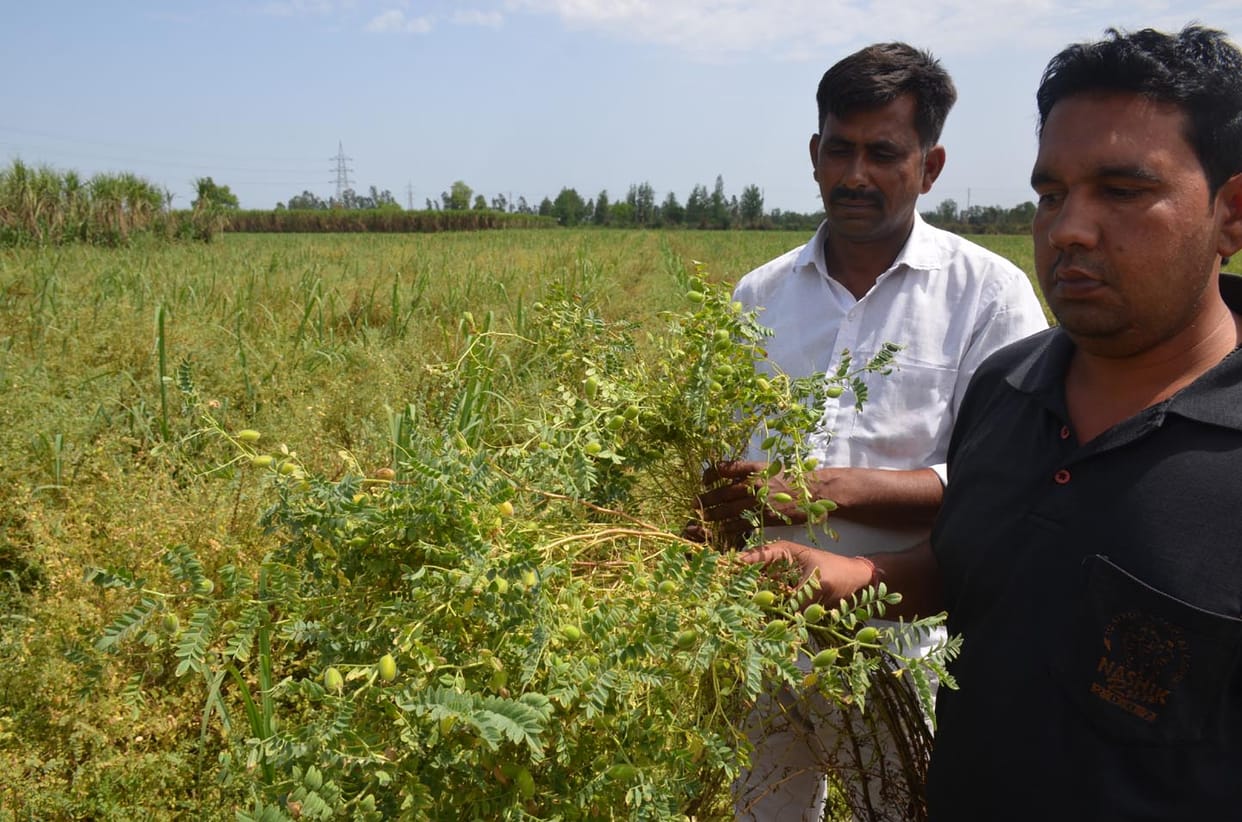 Agriculture Ministry gram production Procurement started from farmers on MSP