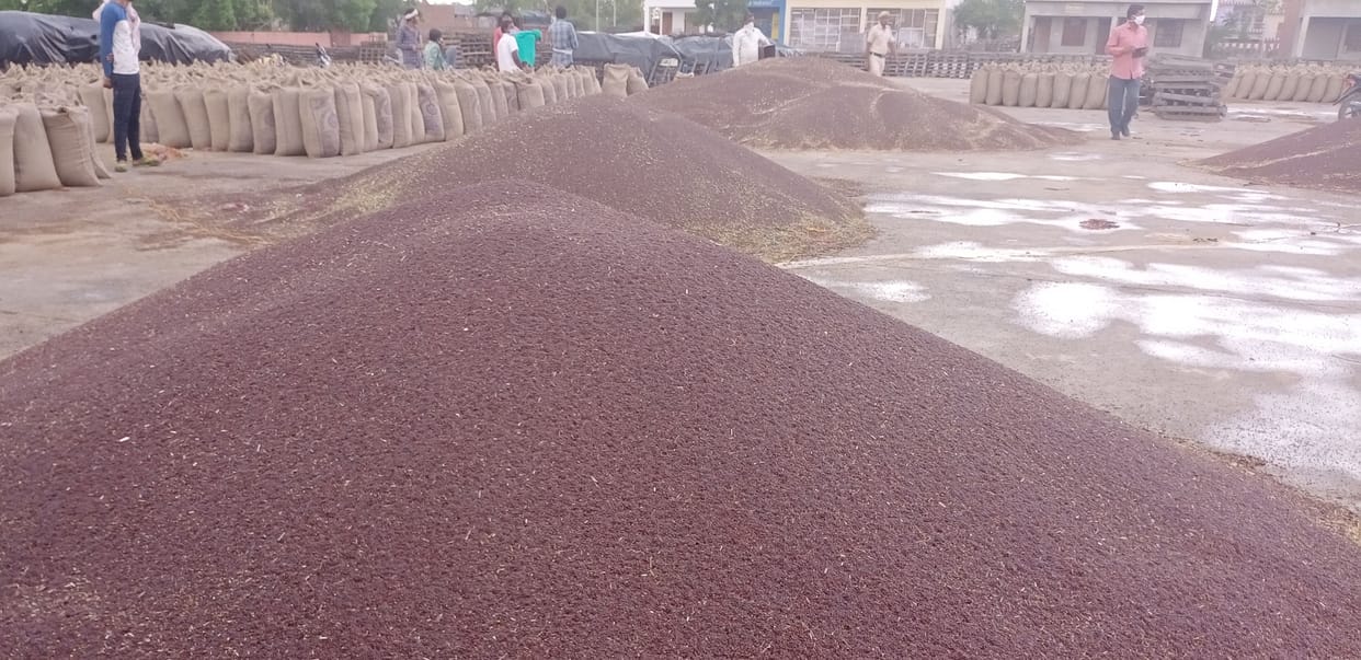 rain, new grain market bhiwani