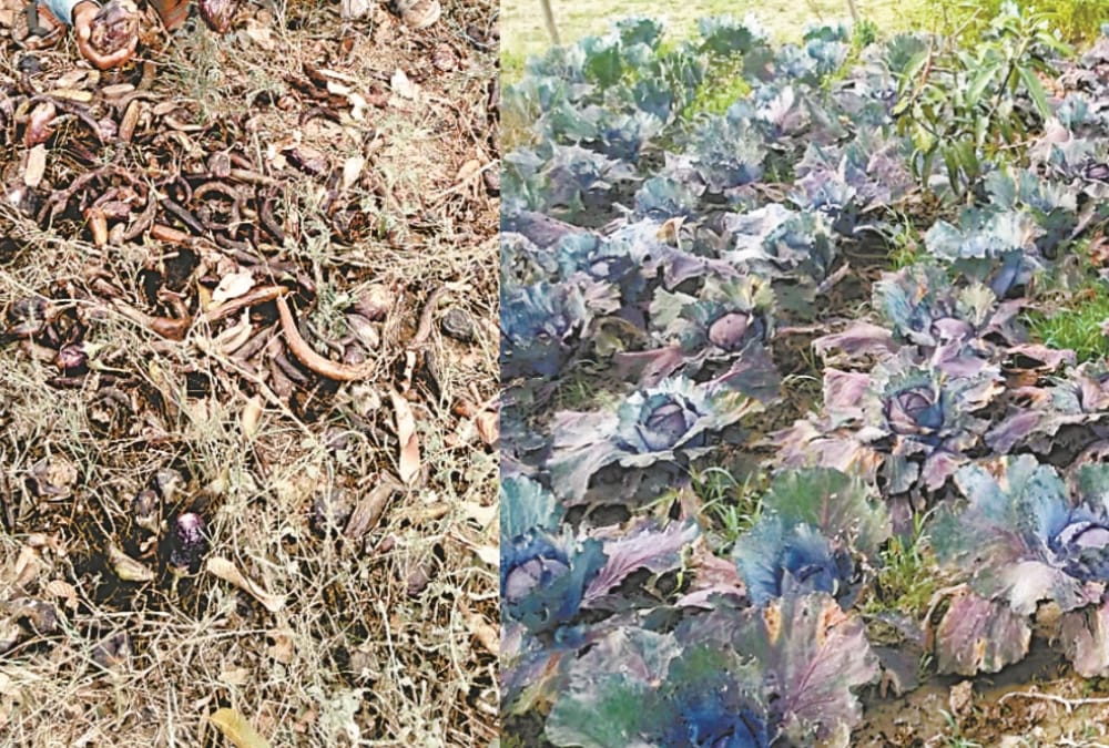 vegetables are getting spoiled in the fields during lockdown