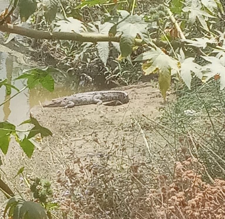 crocodile seen at garra river