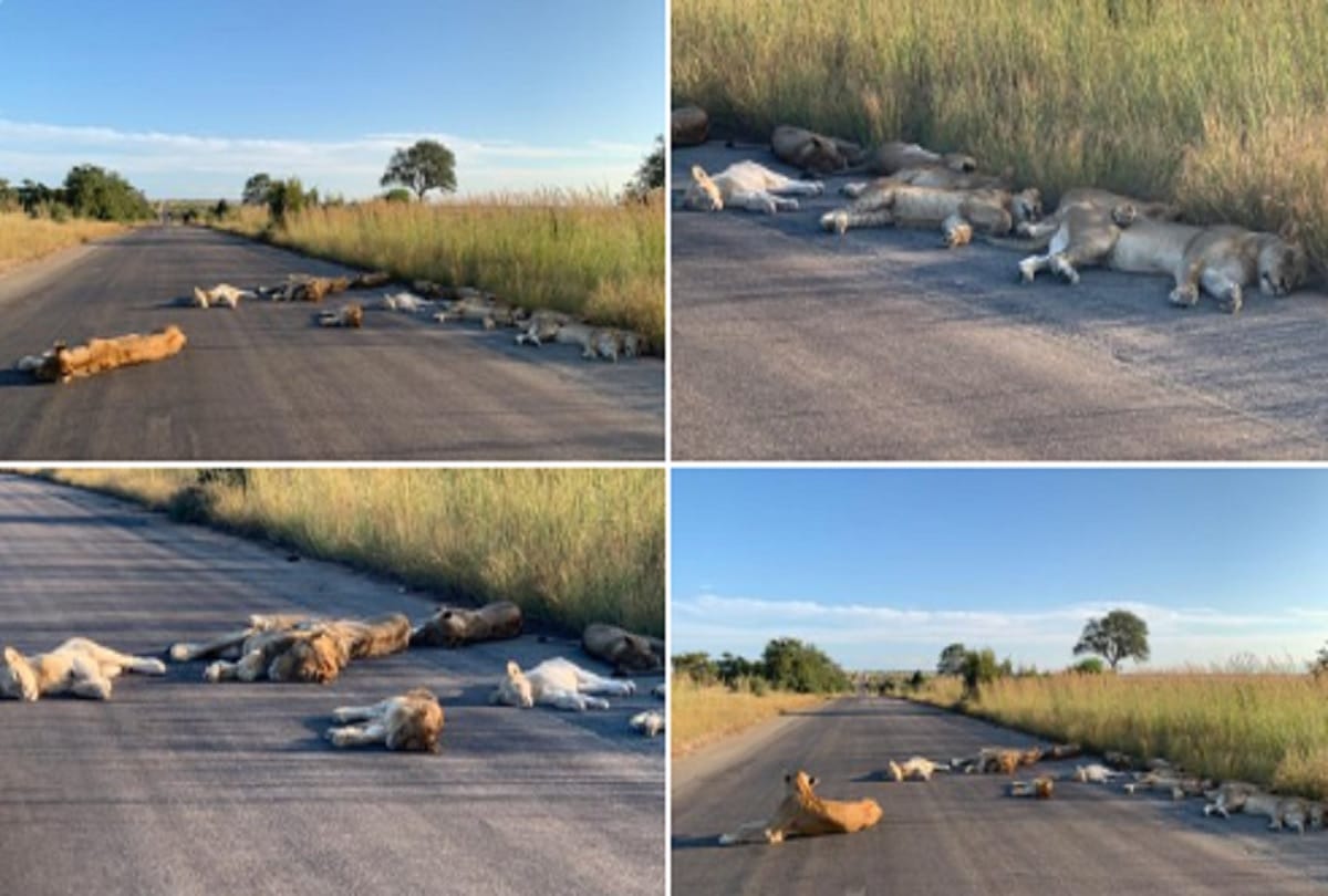 Lockdown in South Africa lions are enjoying the peace and quiet in the Kruger National Park Area