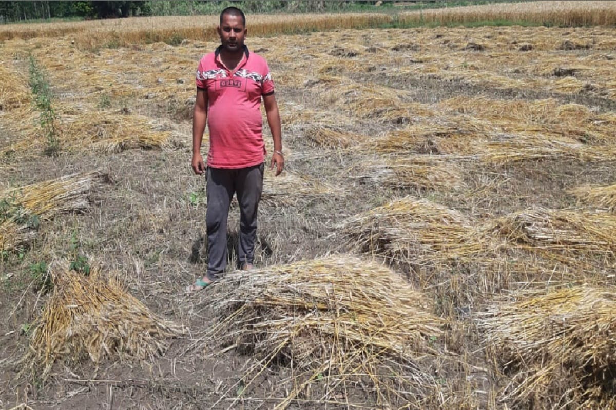 Wheat crop damaged due to rain in Muzaffarnagar of Uttar Pradesh