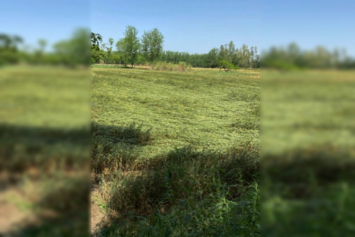 Wheat crop damaged due to rain in Muzaffarnagar of Uttar Pradesh