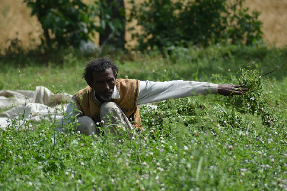 Compensation of 20 thousand per acre on the loss of crops in Delhi