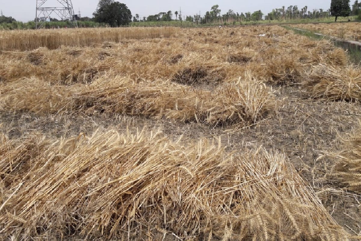 farm Law: Haryana Government may incur a loss of 730 crores in crop purchase