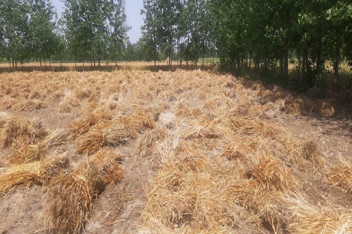 UP Awarded on Use of Computerized Technology in Wheat and Paddy Procurement