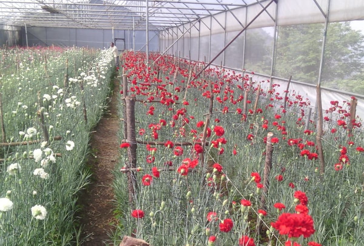 farmers growing flowers facing economic crisis in between lockdown and curfew in himachal pradesh