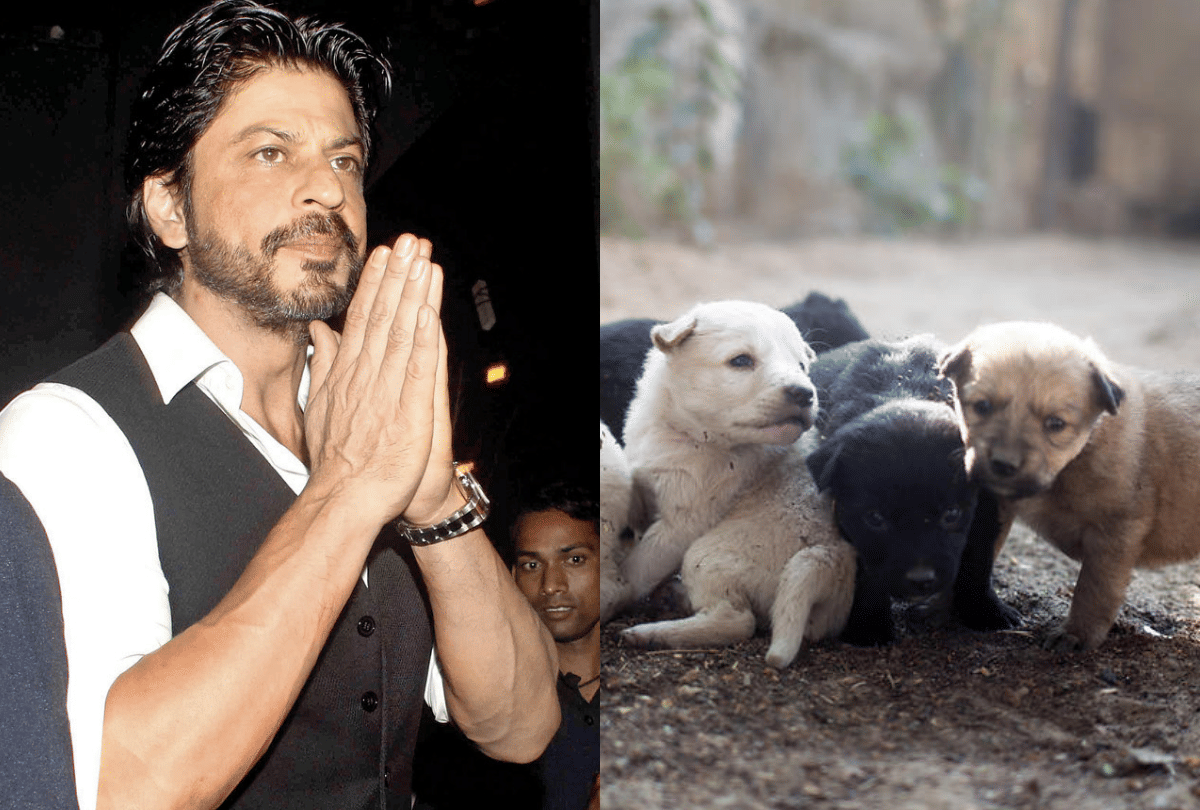 Shah Rukh Khan encouraged people to make sure that stray and abandoned animals are treated care and compassion