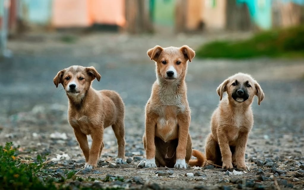Shah Rukh Khan encouraged people to make sure that stray and abandoned animals are treated care and compassion