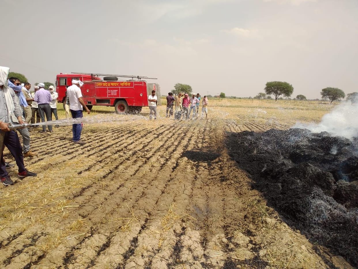 Cow caught in swinging wires of HT line, crop burnt