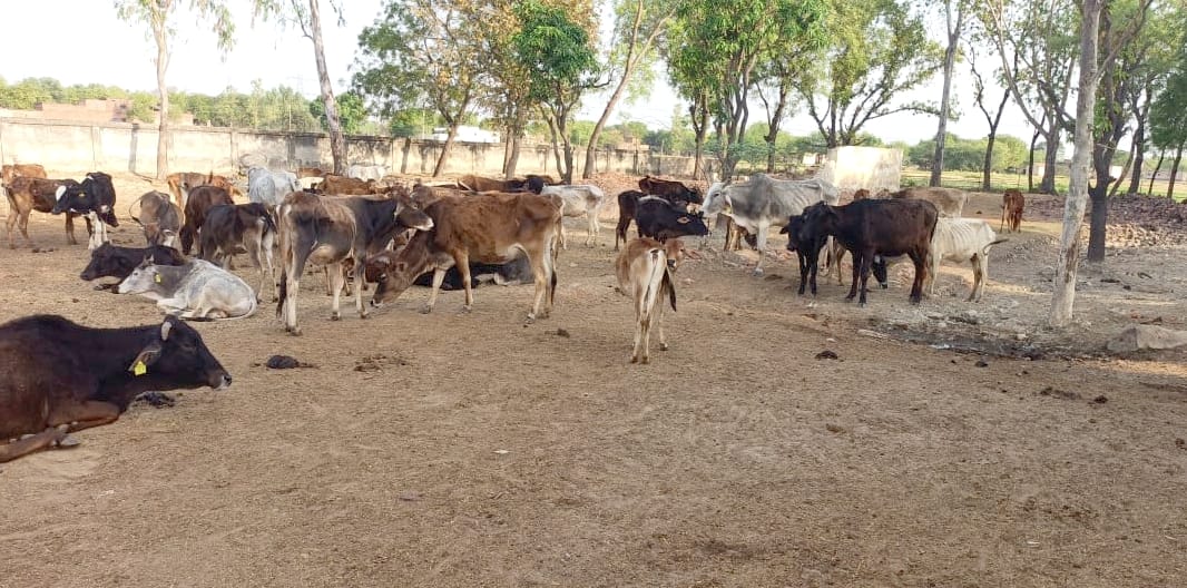 Lockdown: Eight cattle killed in seven days