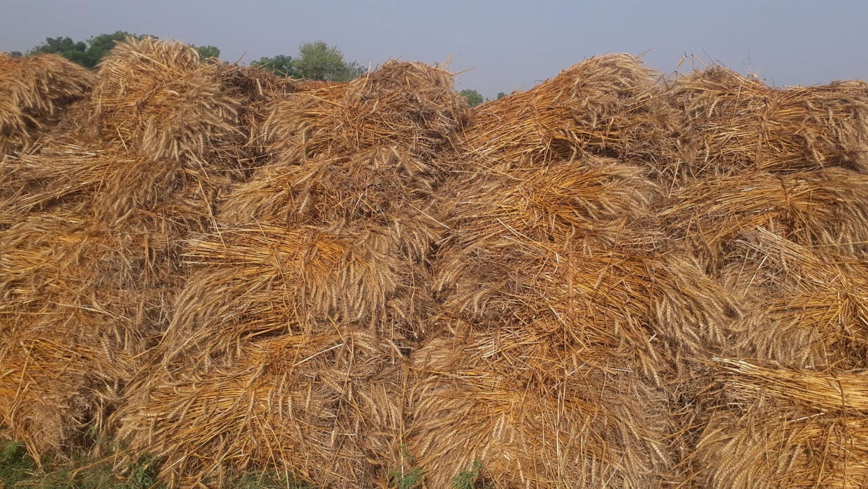 Crop, harvest, harvesting of wheat fell due to rain with wind