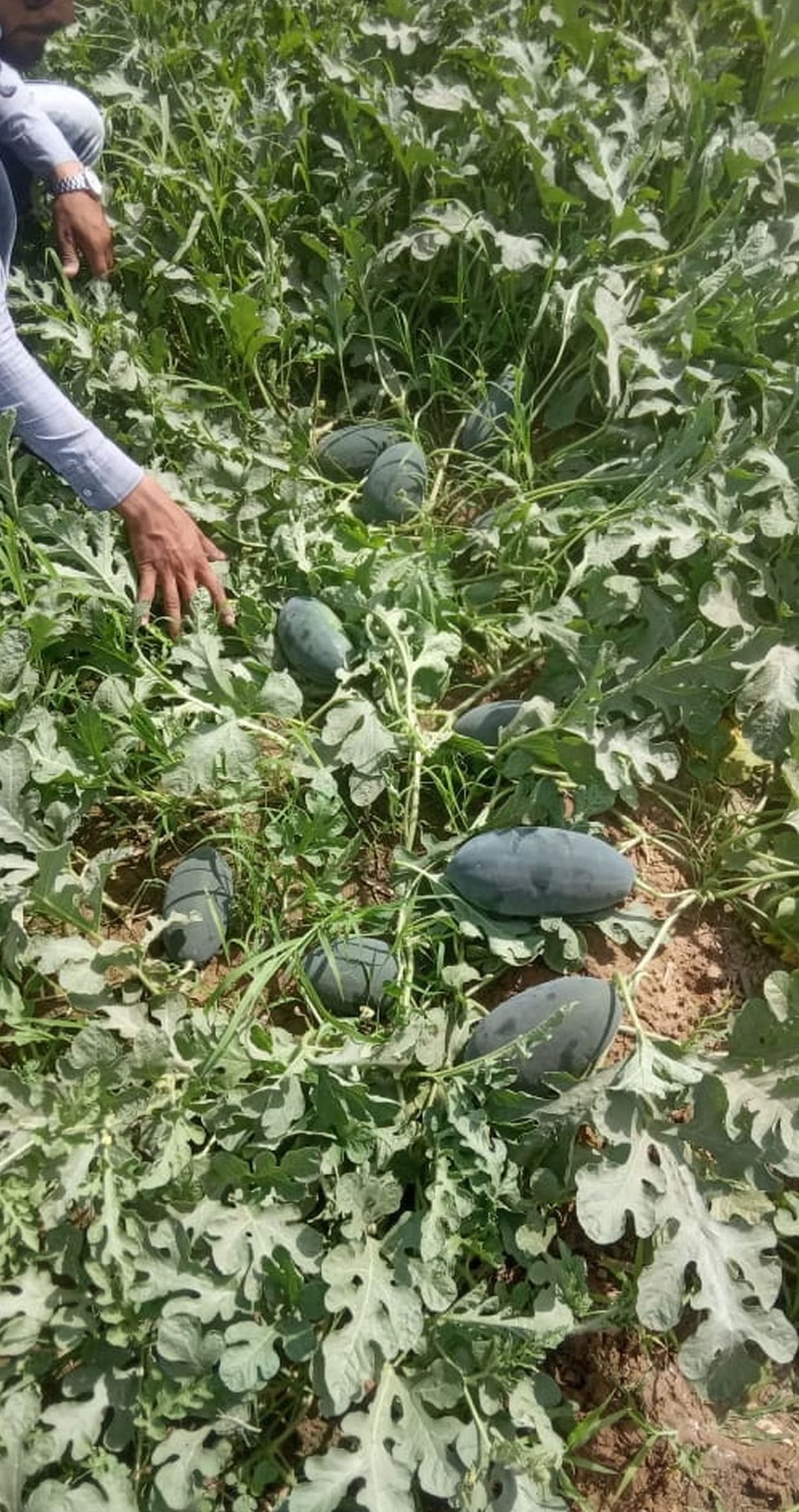 Peril on the sweetness of watermelon due to Corona's havoc