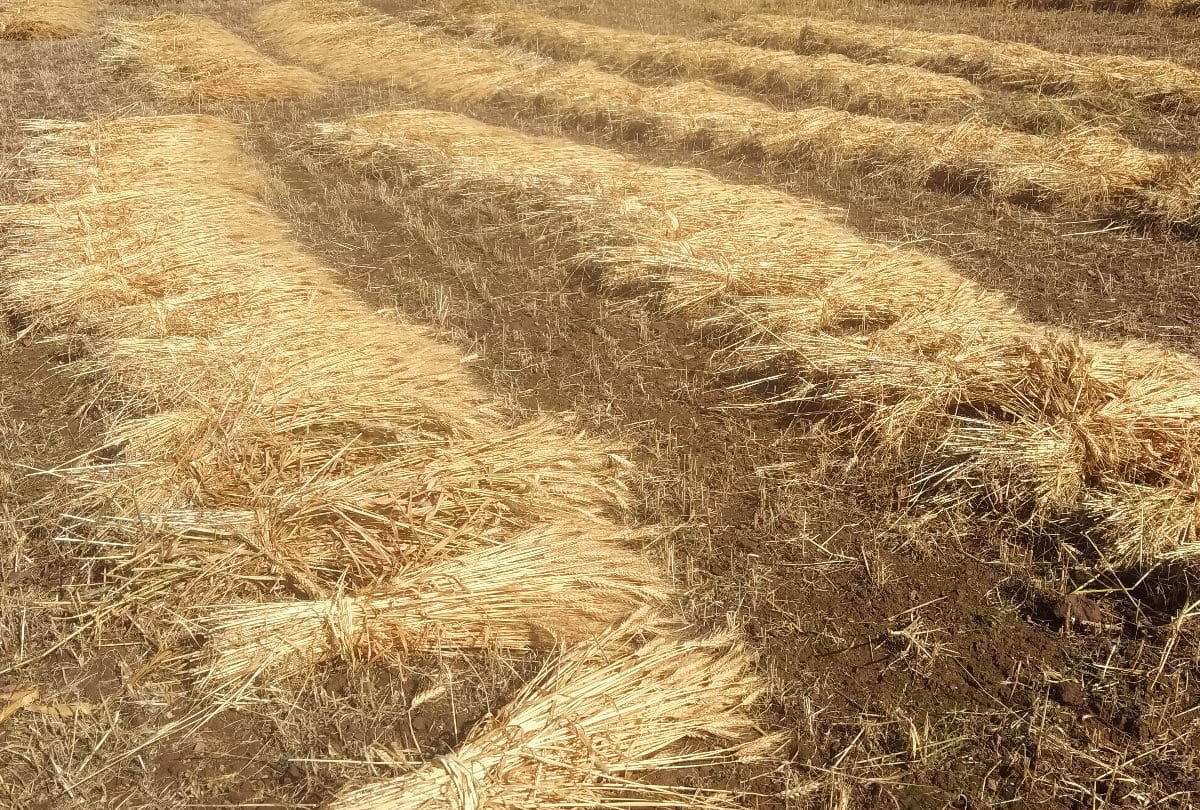himachal weather report  wheat crop damage due to rain in state