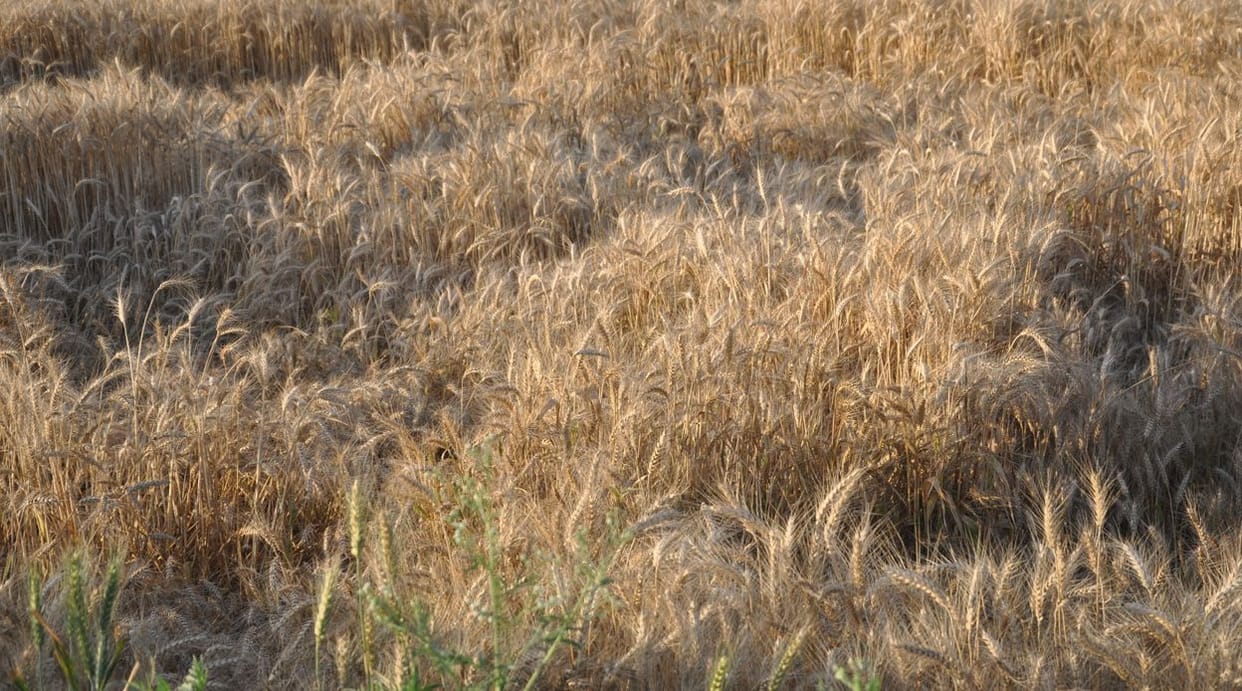 Wheat crop damaged due to weather