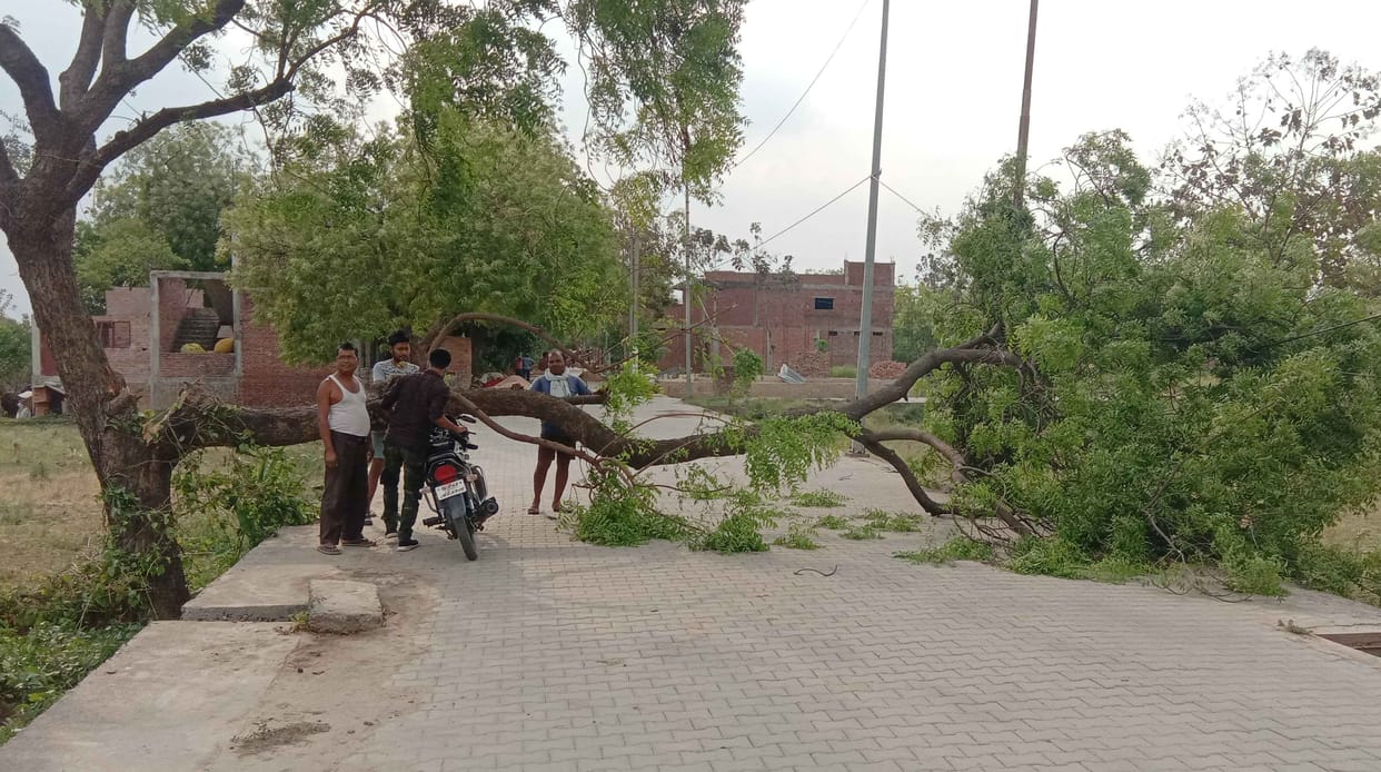 Shed by heavy storm, trees fell