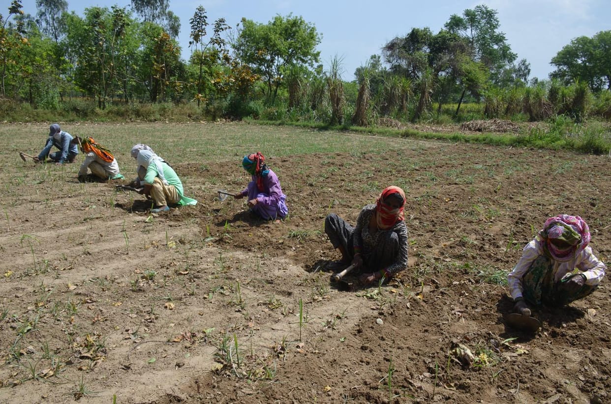 Farmers and laborers engaged in preparing sugarcane crop