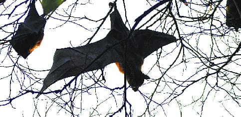 Bats have been making friends with farmers for hundreds of years, China made enemies