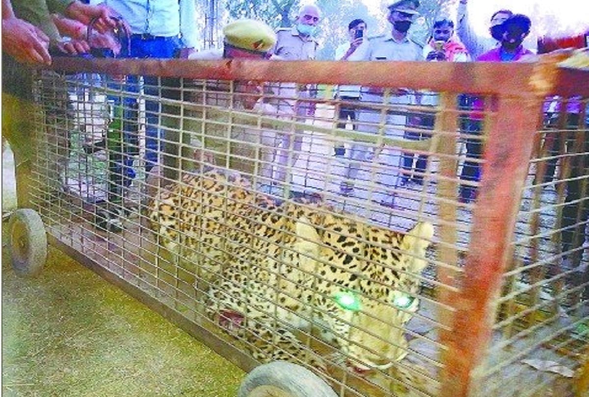 Leopard caught on fifth day caught in Rampur
