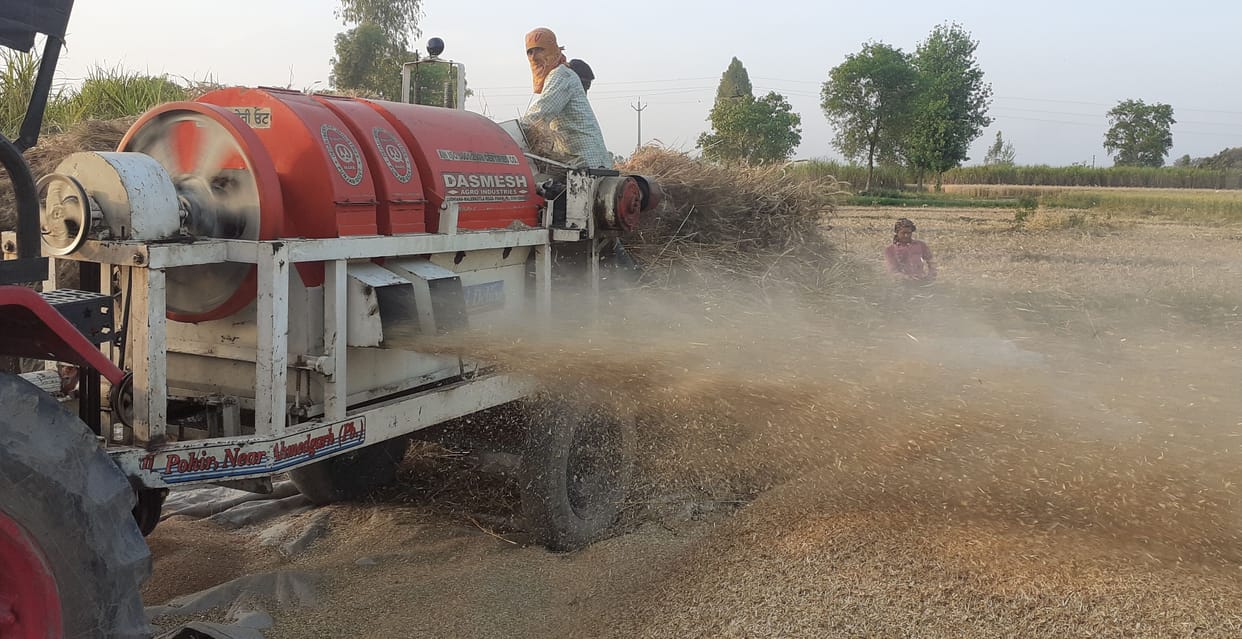 farmers cutting the wheat crops due to weather, thrashing also working on