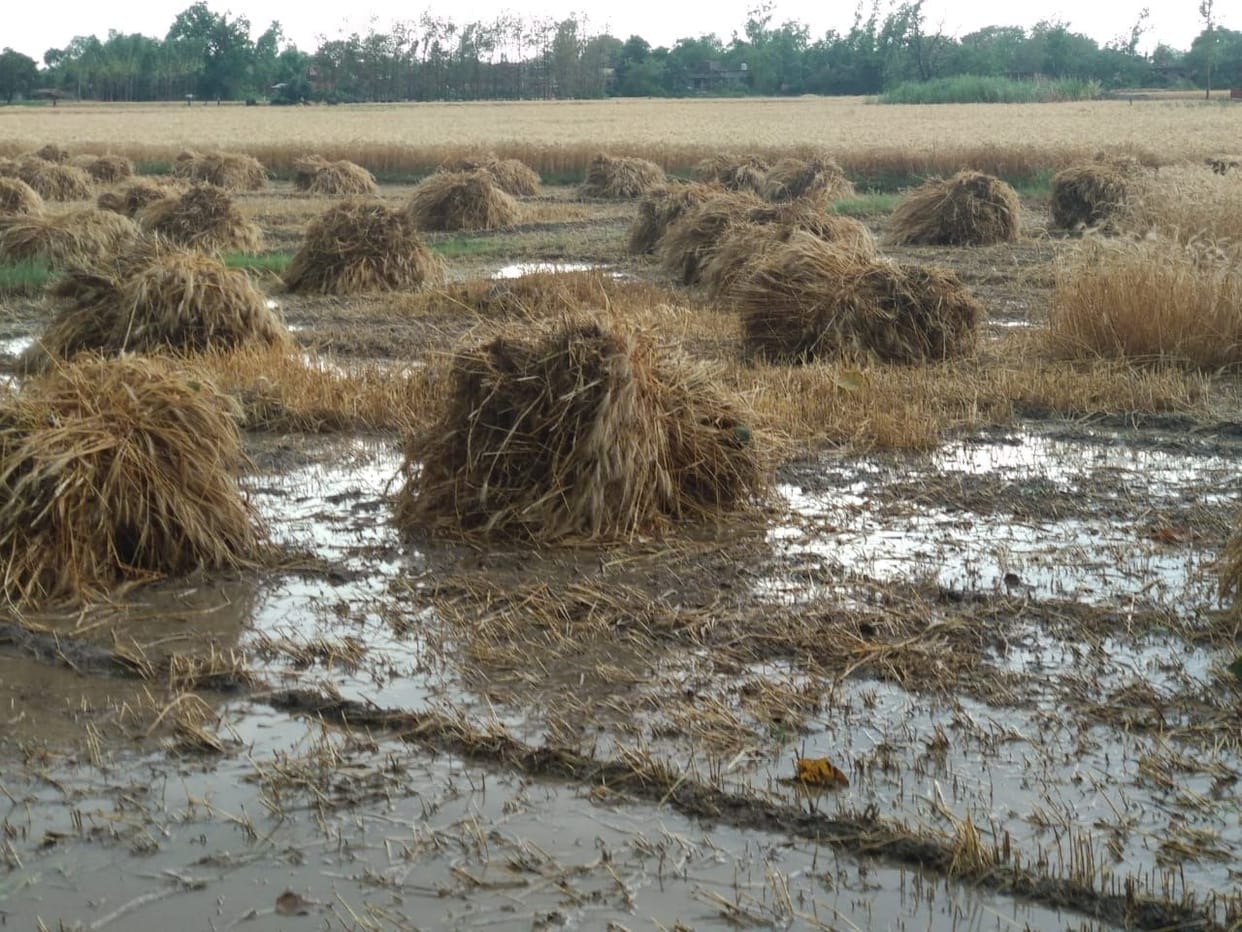 barish se kisan