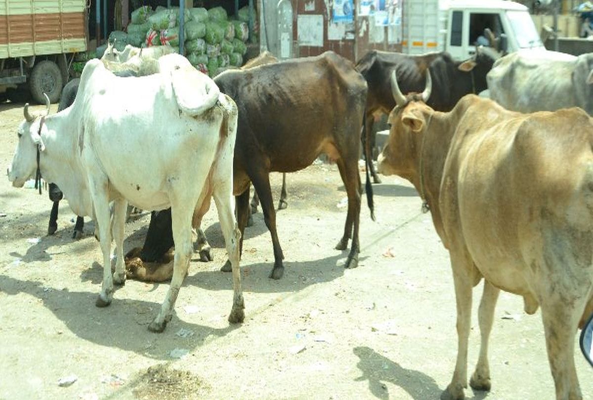 Cow Hungry In Lockdown No Food