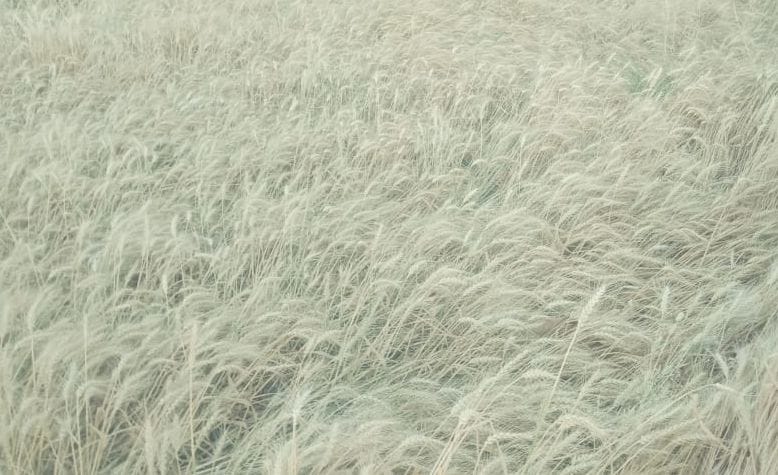 Wheat crop damaged due to weather