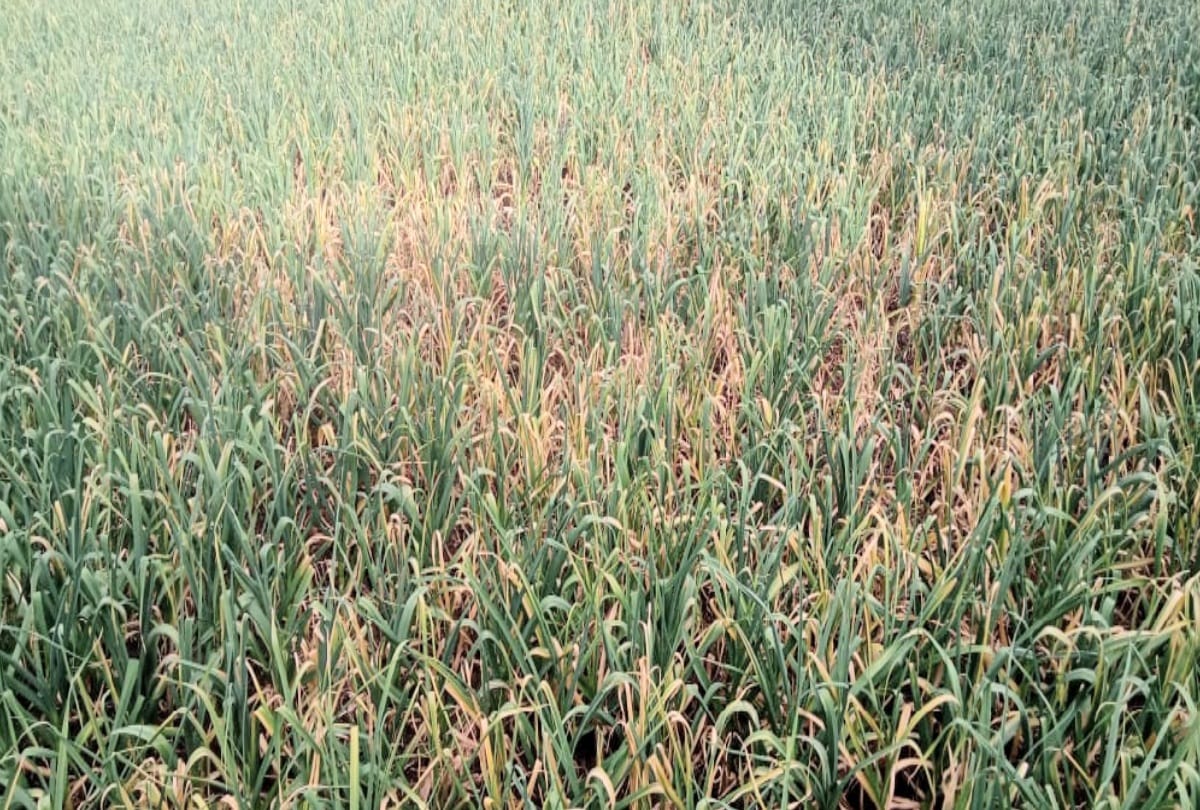 Garlic crop in the grip of scorching disease, stir among farmers
