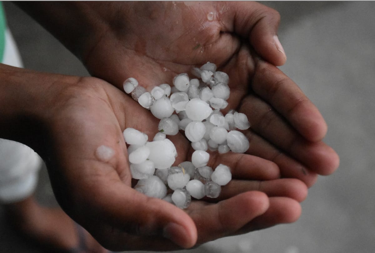 Farmers distressed for harvest destroyed due to heavy rain and Hailstones in gorakhpur