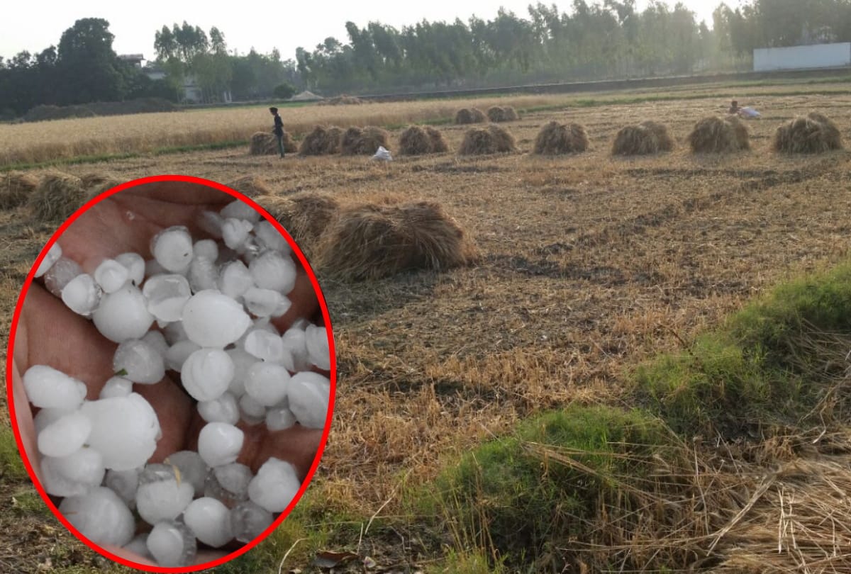 Farmers distressed for harvest destroyed due to heavy rain and Hailstones in gorakhpur