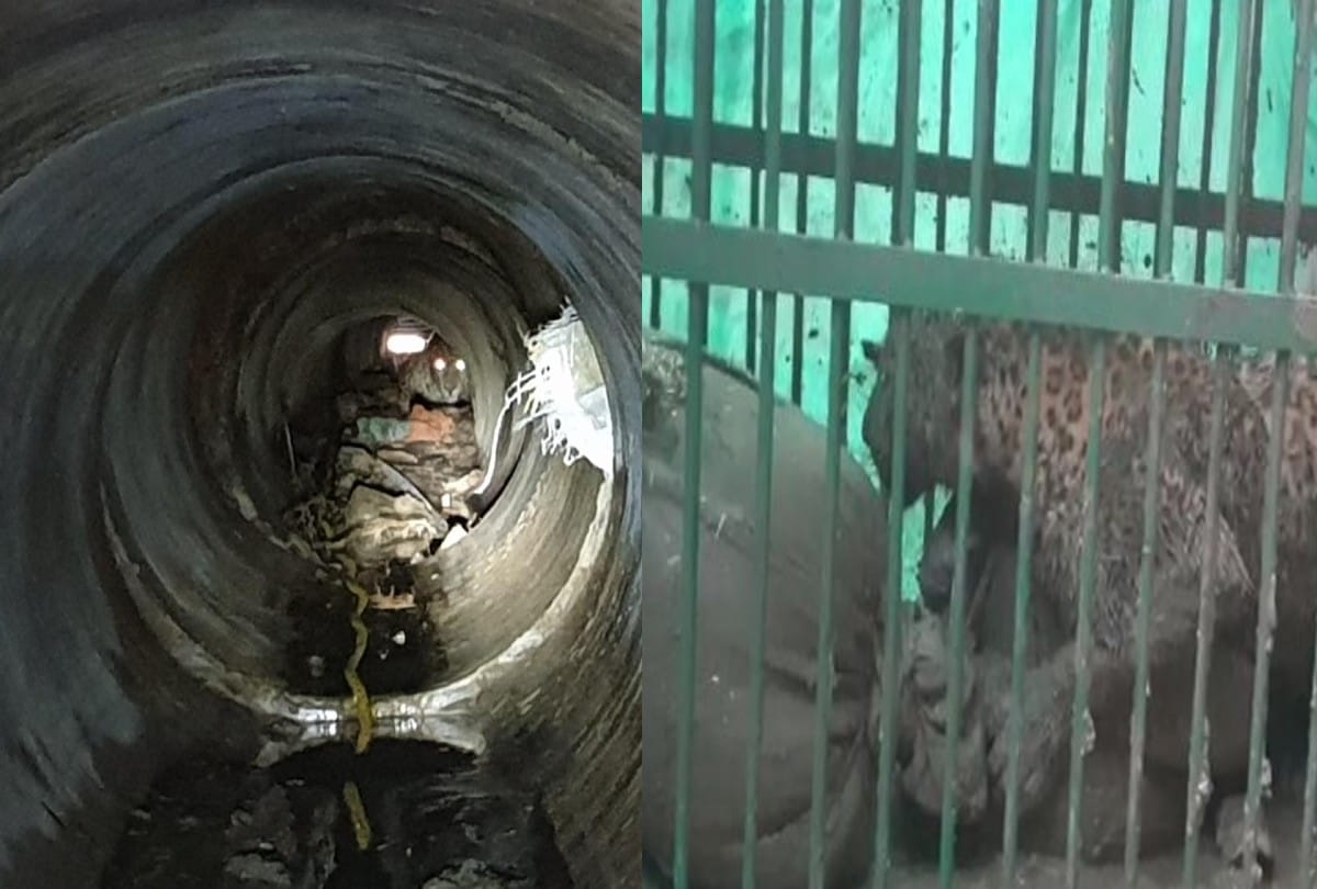 leopard reaches populated area in mathura during lockdown