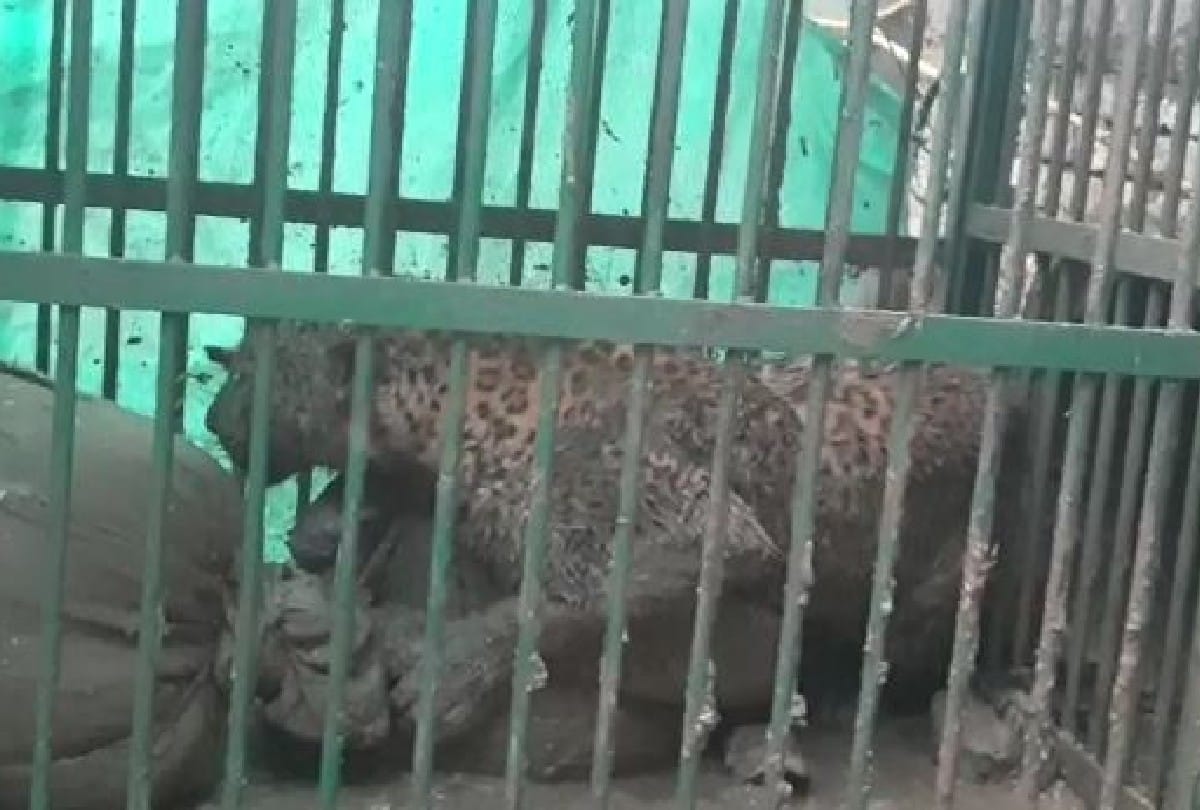 Villagers beat a leopard till death in Bahraich.