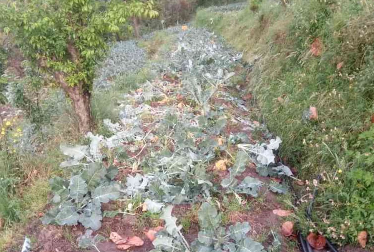 farmers facing losses brockley prices declined in solan himachal pradesh