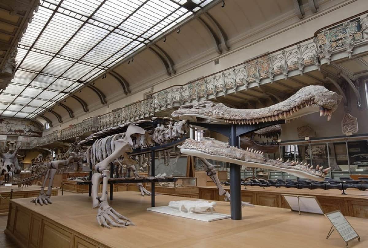 Largest Prehistoric Crocodile Ever Sarcosuchus who had eats dinosaurs