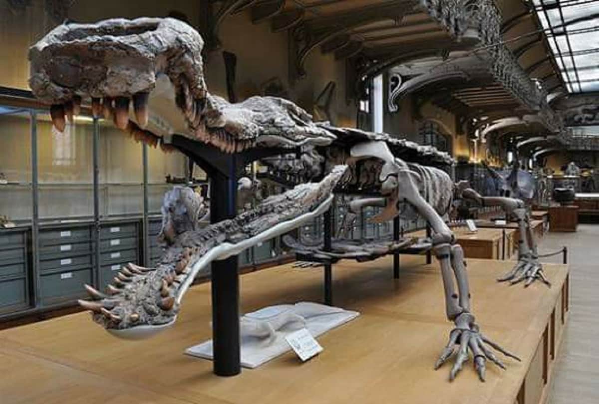 Largest Prehistoric Crocodile Ever Sarcosuchus who had eats dinosaurs