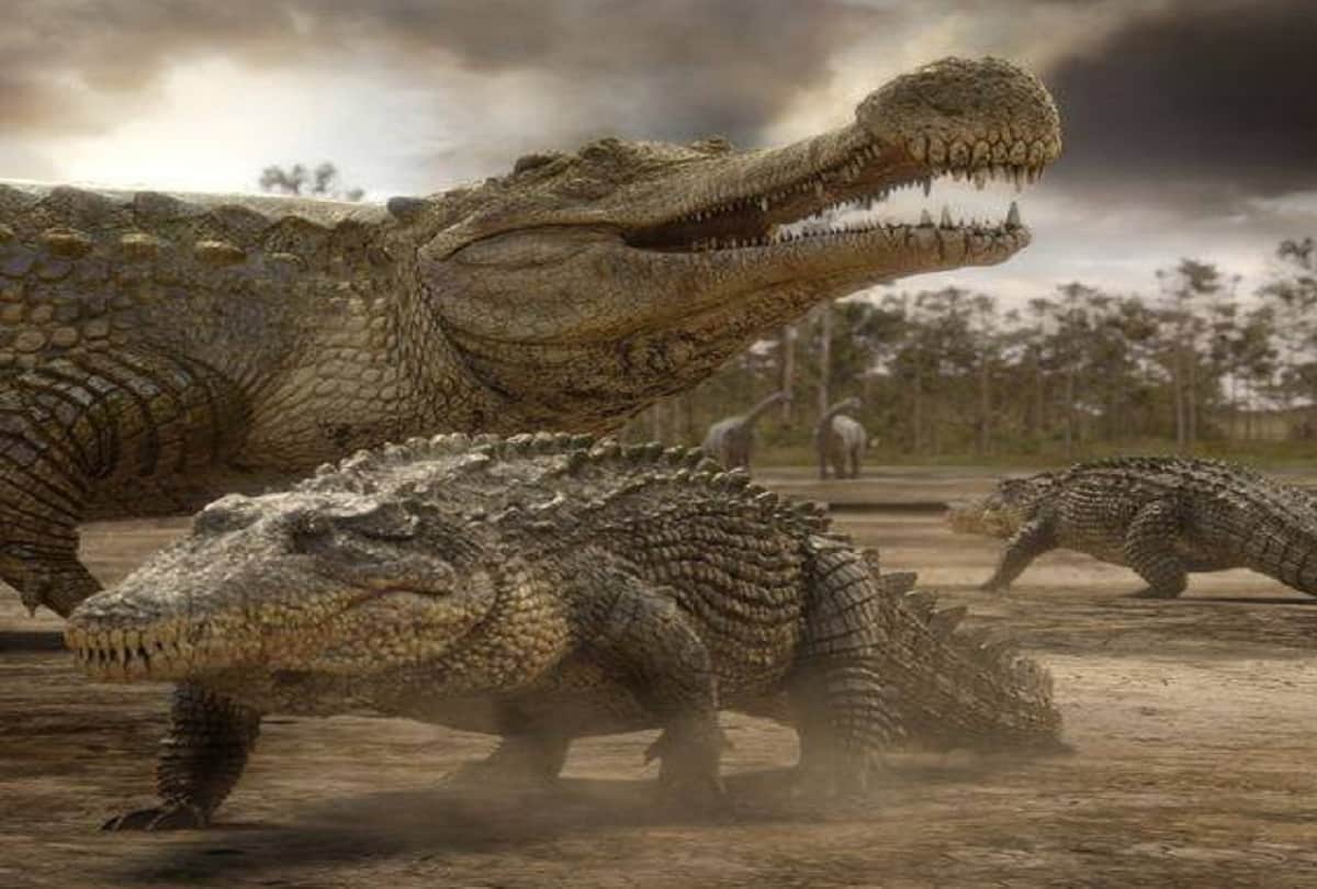 Largest Prehistoric Crocodile Ever Sarcosuchus who had eats dinosaurs