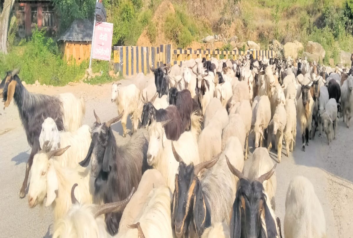 Himachal: shepherd reaching Bharmour with livestock without investigation