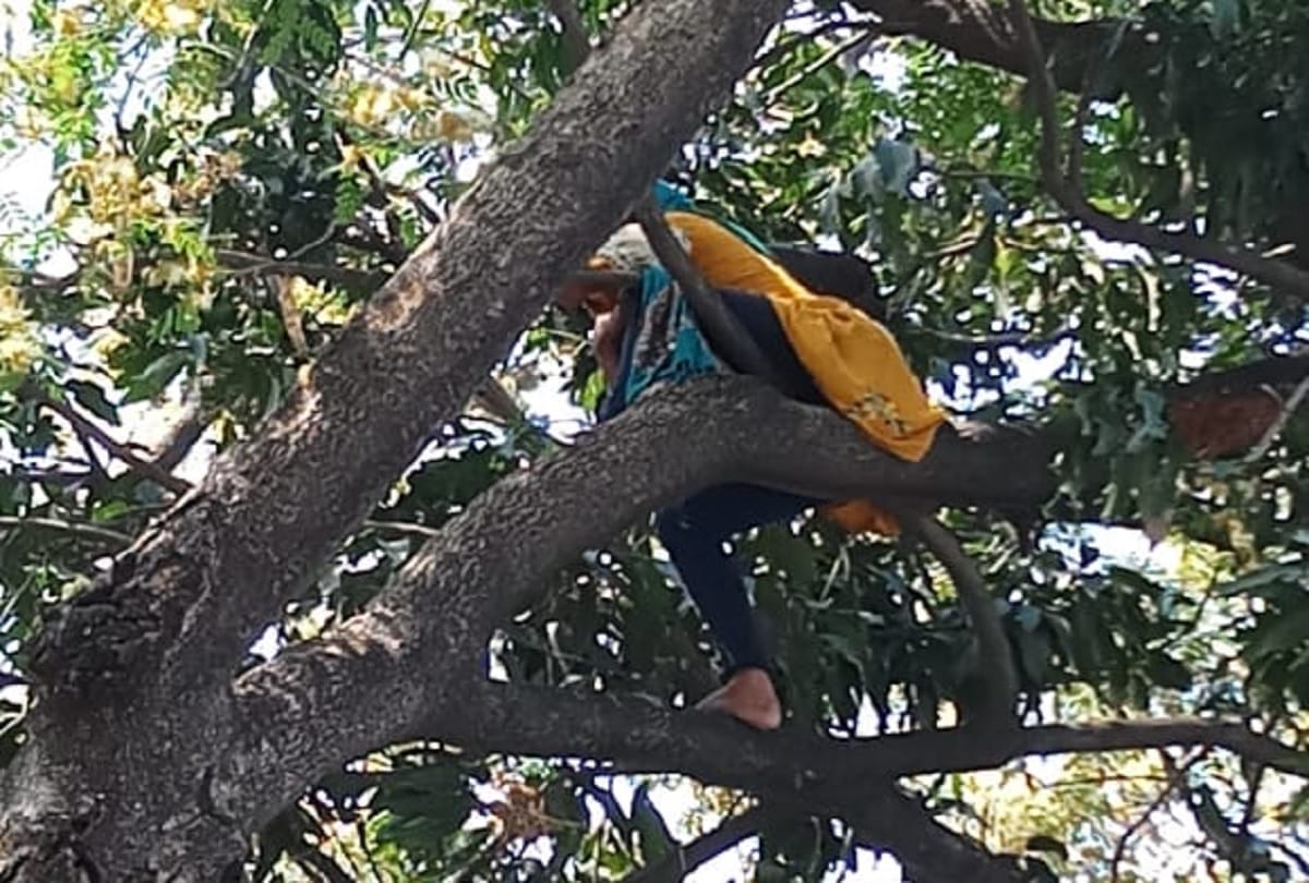 Uttarakhand woman stuck in bareilly due to lockdown climbs tree