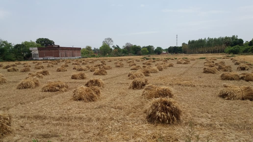 Rain caused havoc, disrupted farmers
