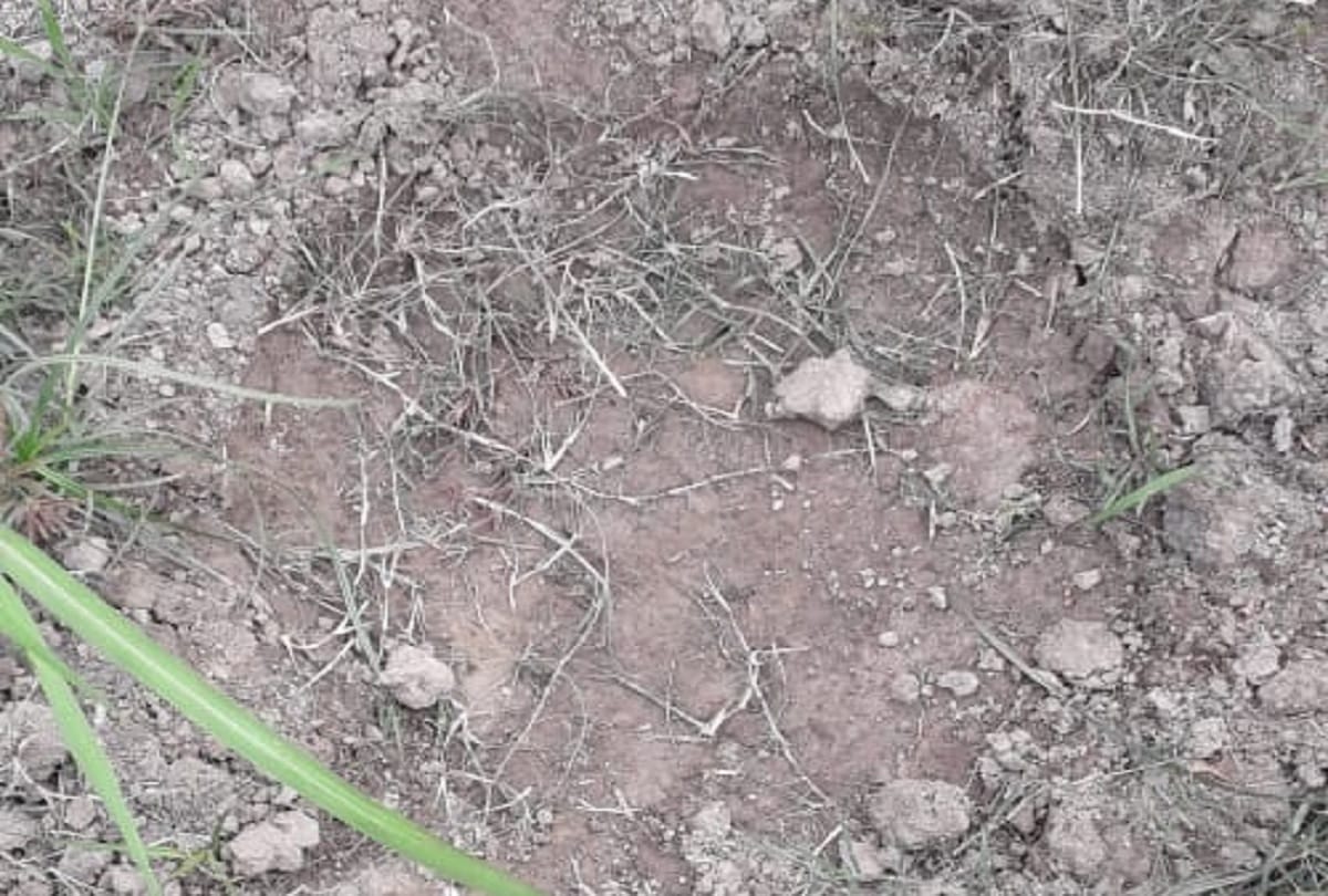 Group of elephants found roaming out of the forest in UP