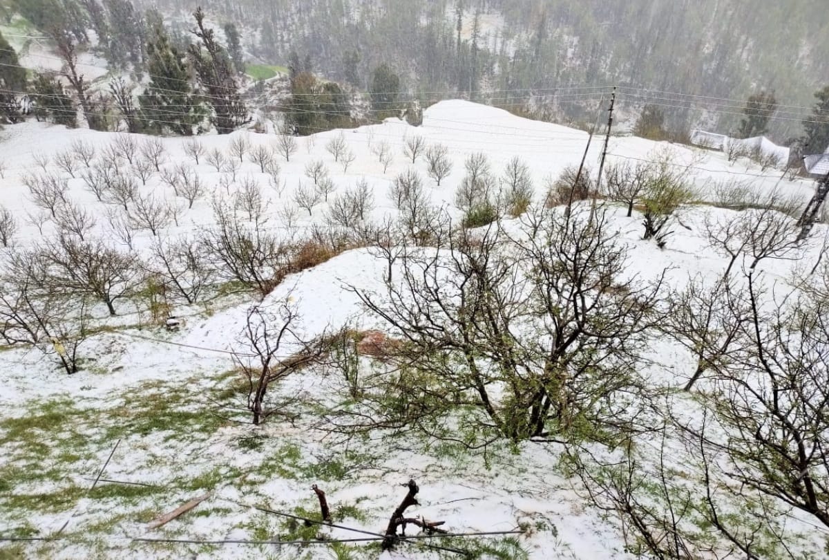 himachal weather: hailstorm in mandi, snowfall in manali lahul