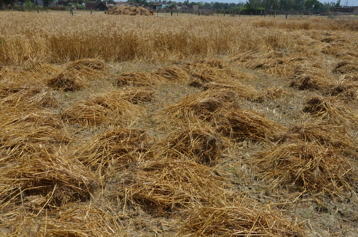 Rainfall in the Terai, harvesting of wheat and stagnation